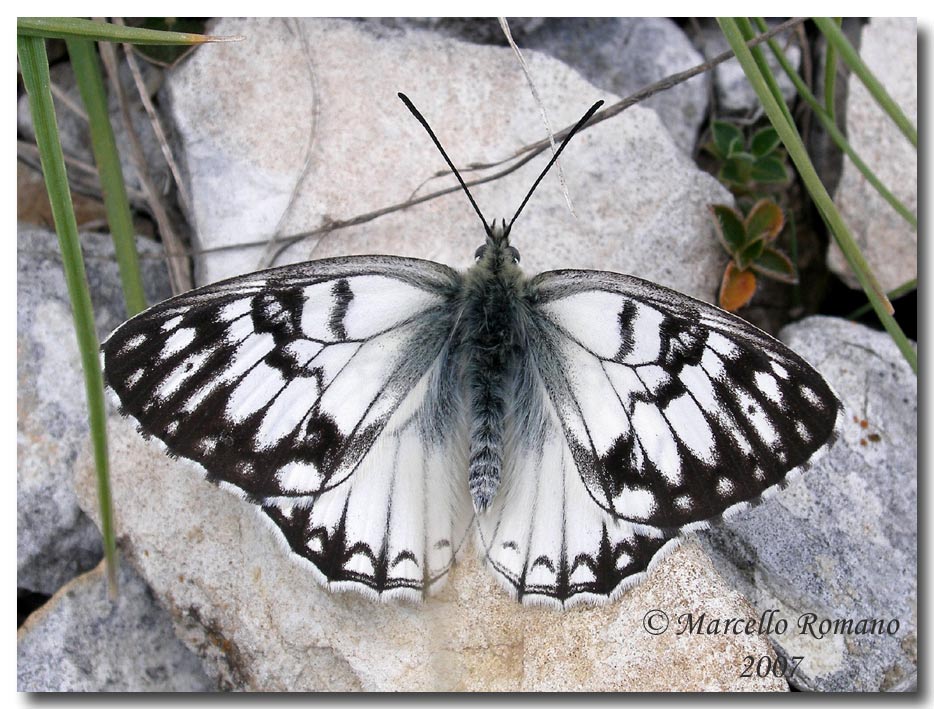 Una mattina di maggio in compagnia della Melanargia pherusa